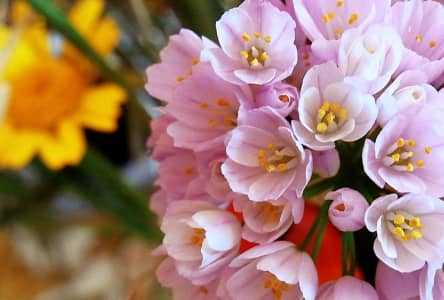 amori botanici
